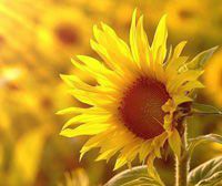 ANEC：3月份巴西大豆出口量將增至1489萬噸，豆粕209萬噸