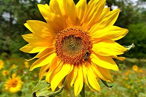 再降0.8%，我國(guó)飼用豆粕減量替代再進(jìn)一程