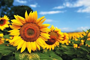 國家發(fā)改委：肉雞養(yǎng)殖處于盈虧平衡點(diǎn)上、蛋雞每只盈利6.62元