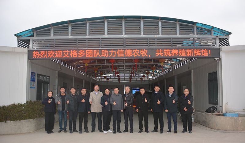 艾格多集團(tuán)助力信德農(nóng)牧，共推蛋雞養(yǎng)殖智慧化新篇章